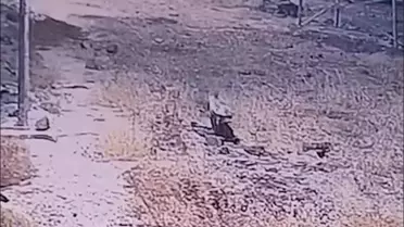 Çizgili Sırtlan Güneş Santralinde Görüntülendi