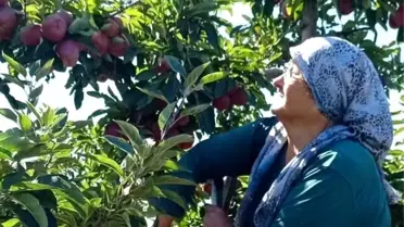 Gölyaka'da Elma Hasadı Sürüyor
