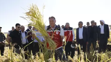 Karacadağ Pirinci Hasat Etkinliği