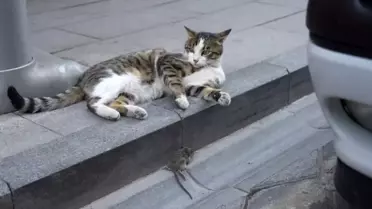Kedi ve Fare Oyunları