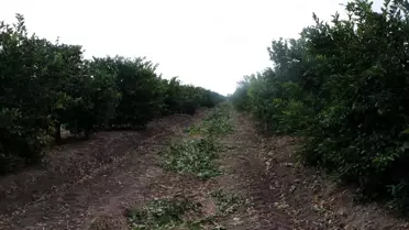 Adana'da İklim Değişikliğiyle Güneş Yanığı Krizi