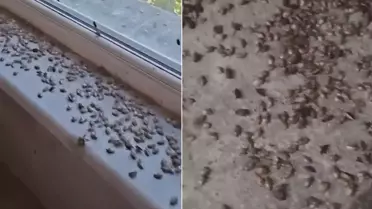Kabus geri döndü! İki ilçeyi istila ettiler, evlerin içi korkunç halde