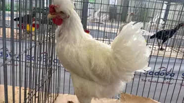 Gugulli Tavuk Irkı Fuarda İlgi Gördü