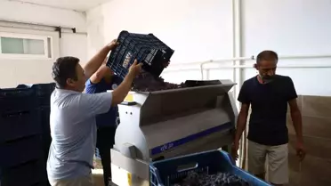 Muğla'da Üzüm Üretiminde Yeni Dönem: Modern Tesis ve Koleksiyon Bağı Projesi