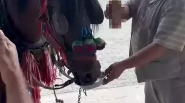 Düğünde ata alkollü içki içirdiler