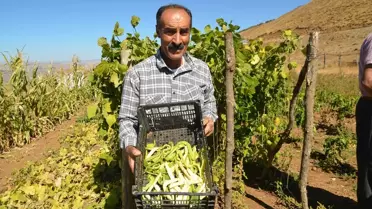 Muş'ta Tarımsal Canlanma