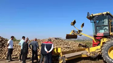 Tokat'ta Rekor Şeker Pancarı Hasadı Bekleniyor