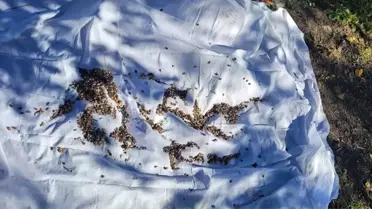 Kahverengi Kokarca ile Mücadele Devam Ediyor