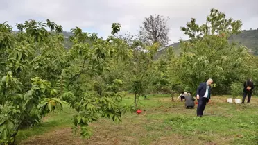 OMÜ'de Kestane Türleri Üretimi Artıyor