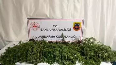 Şanlıurfa'da Uyuşturucu ve Silah Operasyonu