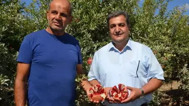 Serik'te Nar Hasadı Başladı