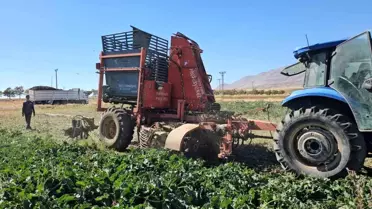 Adilcevaz'da Şeker Pancarı Hasadı Başladı