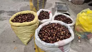 Düzce Kuzu Kestanesi Sezonu Başladı: Fiyatlar 200-400 Lira Arasında