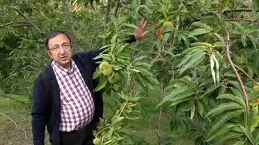 Yeni Kestane Çeşitleri Hasat Edildi