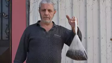 Trabzon'da Kahverengi Kokarca Mücadelesi