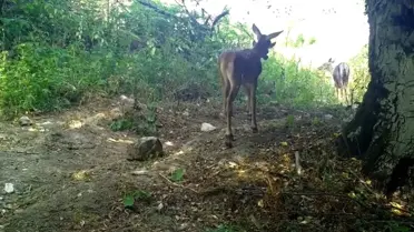 Bursa'da Kızılgeyik ve Yavruları Görüntülendi