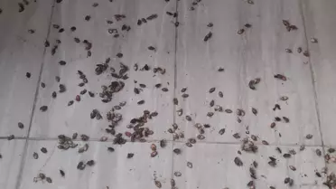 Kahverengi kokarca evleri istila etti! Uzmanlar üstüne basa basa uyardı