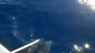 Kuşadası'nda Yunuslarla Balıkçı Yolculuğu
