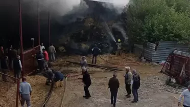 Bursa'da Ahır Yangını: 170 Küçükbaş Hayvan Telef