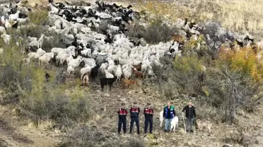 Beypazarı'nda Kaybolan 544 Hayvan Bulundu