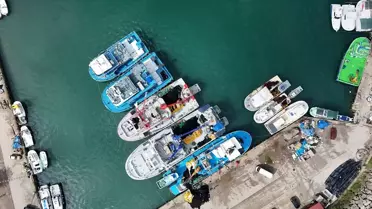 Ordu Balıkçıları İstavritle Dönüyor