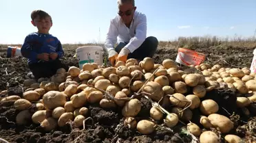 Kars'ta Beyaz Patates Hasadı İmeceyle Yapılıyor