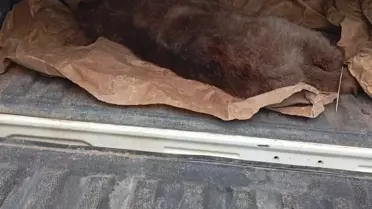 Yavru Ayı Ağaçtan Kurtarıldı