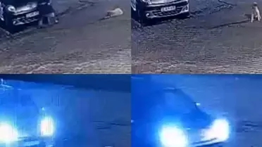 Anamur'da Trafik Kazası: Kangal Köpek Telef Oldu