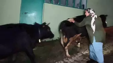 Bartın'da Mahsur Kalan Hayvanlar Kurtarıldı