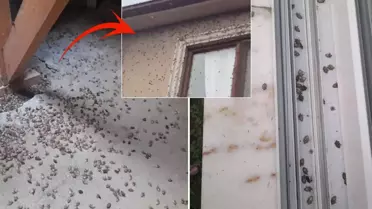 Dünyanın sonunu getireceği söylenen böcekle ilgili korkutan uyarı: Tüm Türkiye'ye yayılabilir