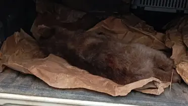 Karabük'te Mahsur Kalan Ayı Yavrusu Kurtarıldı