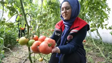 Bu görüntü 6 ay kar yağan ilden! Verim ihya etti, herkes yapmak istiyor