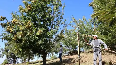 Aydın'da Kestane Hasadı İçin Yevmiye Belirlendi