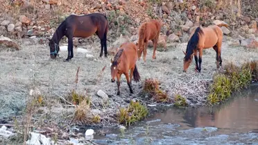 Sarıkamış'ta Kırağı Manzarası