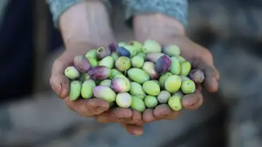 Antalya'da Zeytin Üretimini Artırma Çabası