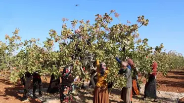 Gaziantep'te Antep Fıstığı Hasadı Sona Erdi