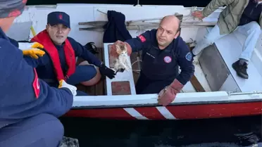 Denizden Kurtarılan Yavru Kedi