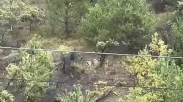 Bartın'da Kurtlar Şehir Merkezinde Görüntülendi