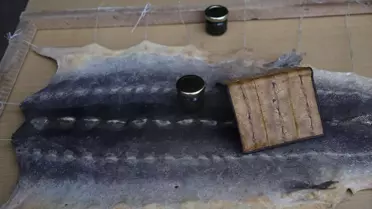 Nesli tükenme tehlikesi altındaki mersin balığını korumak için 15 yıldır çalışıyorlar