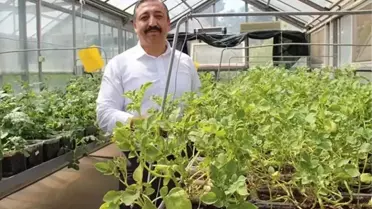 Niğde Enstitüsü'nden Yerli Patates Başarısı