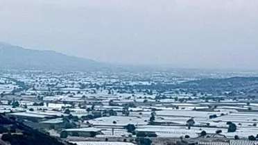 Sarıgöl'de Üzüm Hasadı Bekleniyor