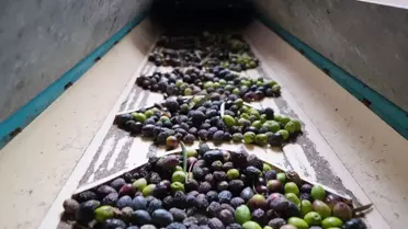 Alanya'da Zeytin Hasadı Başladı