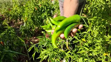 Kayaca Biberinde Hasat Mevsimi Sona Erdi