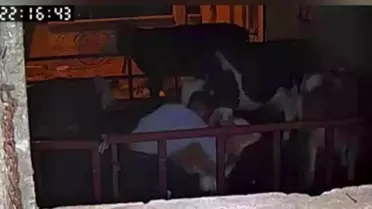 Ahırda büyük rezillik: Kimse görmüyor sandı ama kamera kayıttaydı