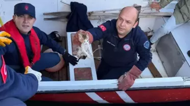 Denizden kurtarılan yavru kediler