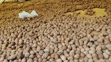 Dikmen'de Ceviz Üretimi Ziyareti