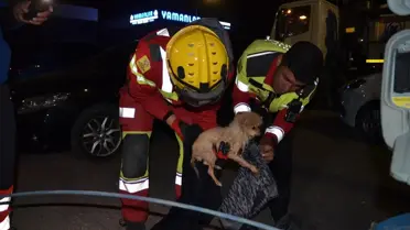Kanalizasyona Sıkışan Köpek Yavrusu Kurtarıldı