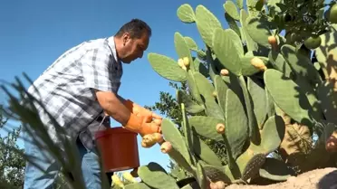 Mersin'de Dikenli İncir Dondurması