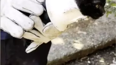 Osmaniye'de Plastik Kapağa Sıkışan Yavru Kedi Kurtarıldı