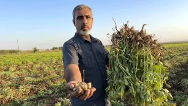 Şanlıurfa'da Yer Fıstığı Üretimi Patladı